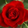 Small_red_rose