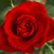 Small_red_rose
