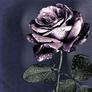 Purple_rose
