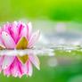 Water_lily_10-wallpaper-1366x768