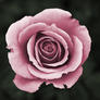 Flower_colorized