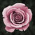 Flower_colorized