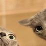 Funny-cats13-600x330