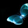 Bluebutterflyblackdesktopwallpaper