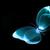Bluebutterflyblackdesktopwallpaper