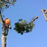 Thomas-r.smith-tree-surgeons-west-point-pa-19486-tree-service-cut-tree-down