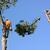 Thomas-r.smith-tree-surgeons-west-point-pa-19486-tree-service-cut-tree-down