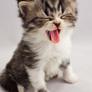 Cutecat