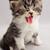 Cutecat
