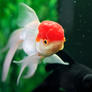 Oranda-goldfish1