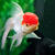 Oranda-goldfish1