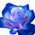 Bluerose