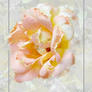 Yellow_rose_pic_sm2