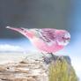 Pink_finch