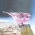 Pink_finch