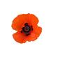 Poppy2