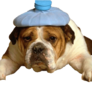 Chien_38754