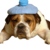 Chien_38754