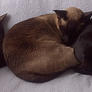 3_cats