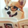 Corgiboi