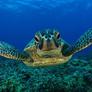 Tortue