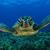 Tortue