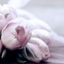 Tulips-4072214_960_720