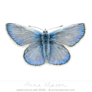 Commonbluebutterfly