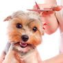 Grooming_dogs_perth