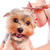Grooming_dogs_perth