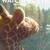 Gio_-_watchful_eye