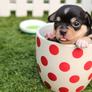 Puppy