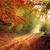 Road-1072823_960_72_bis0