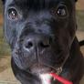 Blackdog_400x400