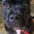 Blackdog_400x400