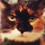 Df_blur_500x500