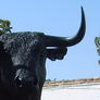 Bullrun