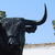 Bullrun