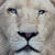Tumblr_m89jc05quh1r1l95fo1_500