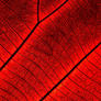 Leaf-abstract-psxecsa_2