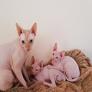 Sphynx