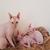 Sphynx