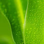 Picture_01_greenery
