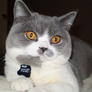 Widget(dan)