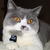 Widget(dan)