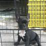 Cho_canh_(8)