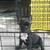 Cho_canh_(8)