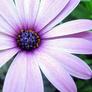 Purple_aster-wide_(1)