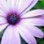 Purple_aster-wide_(1)
