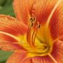 Blume